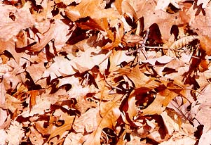 Golden leaves blanketed the ground