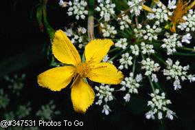 Every type of flower seemed to grow there.