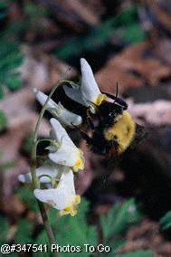 Swinging amid Pear blossoms, I sang to the bees.
