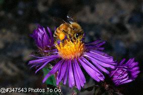 Sweet Peas and Honey Bees:  Just Another Creature 