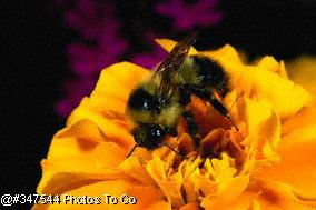 I helped my friends, the bees, collect honey.