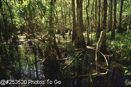 We walked thru acres of primordial Florida forest.