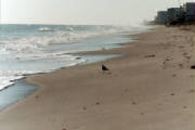 I developed a kinship with the Florida beaches.
