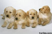 Adjusting my focus...puppies appeared!
