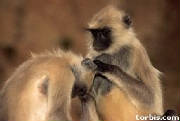 They were unable to function socially & sexually.