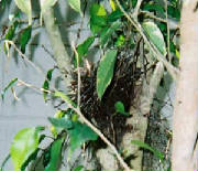 I found a small bird's nest in my back yard.