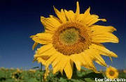 Harvesting sunflower seeds, I found a worm!