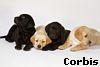Born Xmas Day, their mother abandoned our pups.
