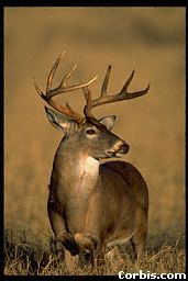 The Father of All Deer steps out, next to the gun!