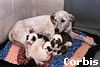 Pups had triggered my biological puppy-clock.