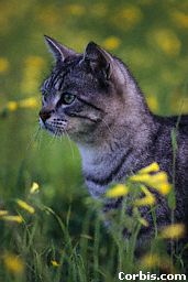 Listening ahead, I spotted a fluffy-tailed kitty.