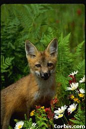 Went to pet kitty, but said Hi! first-- to a fox!