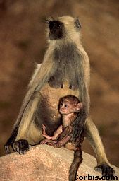 Baby monkeys were taken from their mothers.