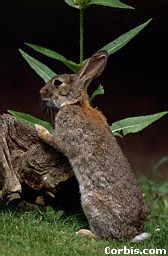 2 in. away, the rabbit sniffed me thoroughly....