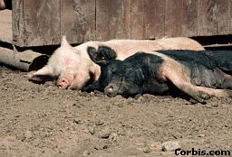 We raised poultry, rabbits, sheep, bees, & pigs.