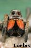 My pets were chameleons, crabs, & spiders!